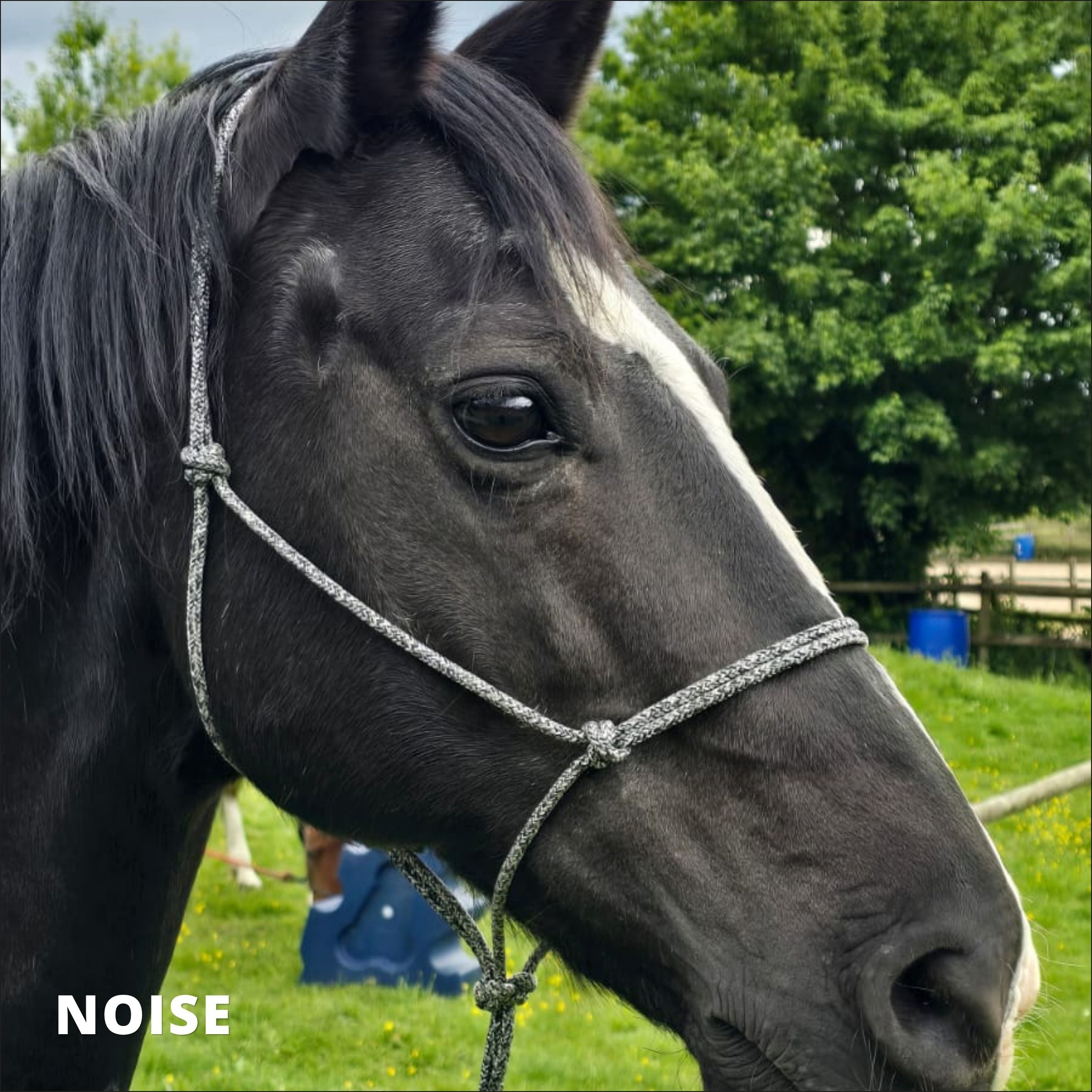 Training Rope Halter