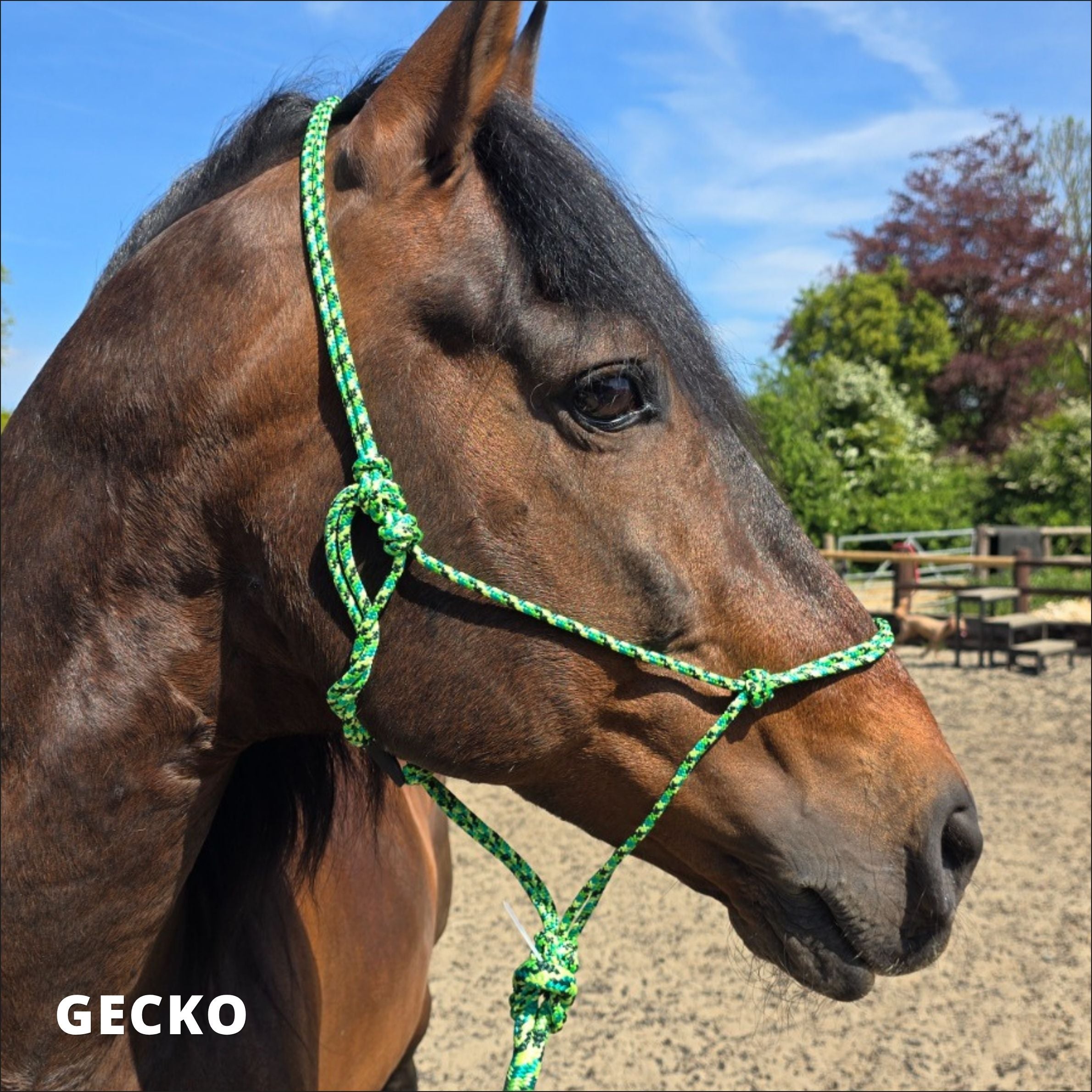 Training Rope Halter