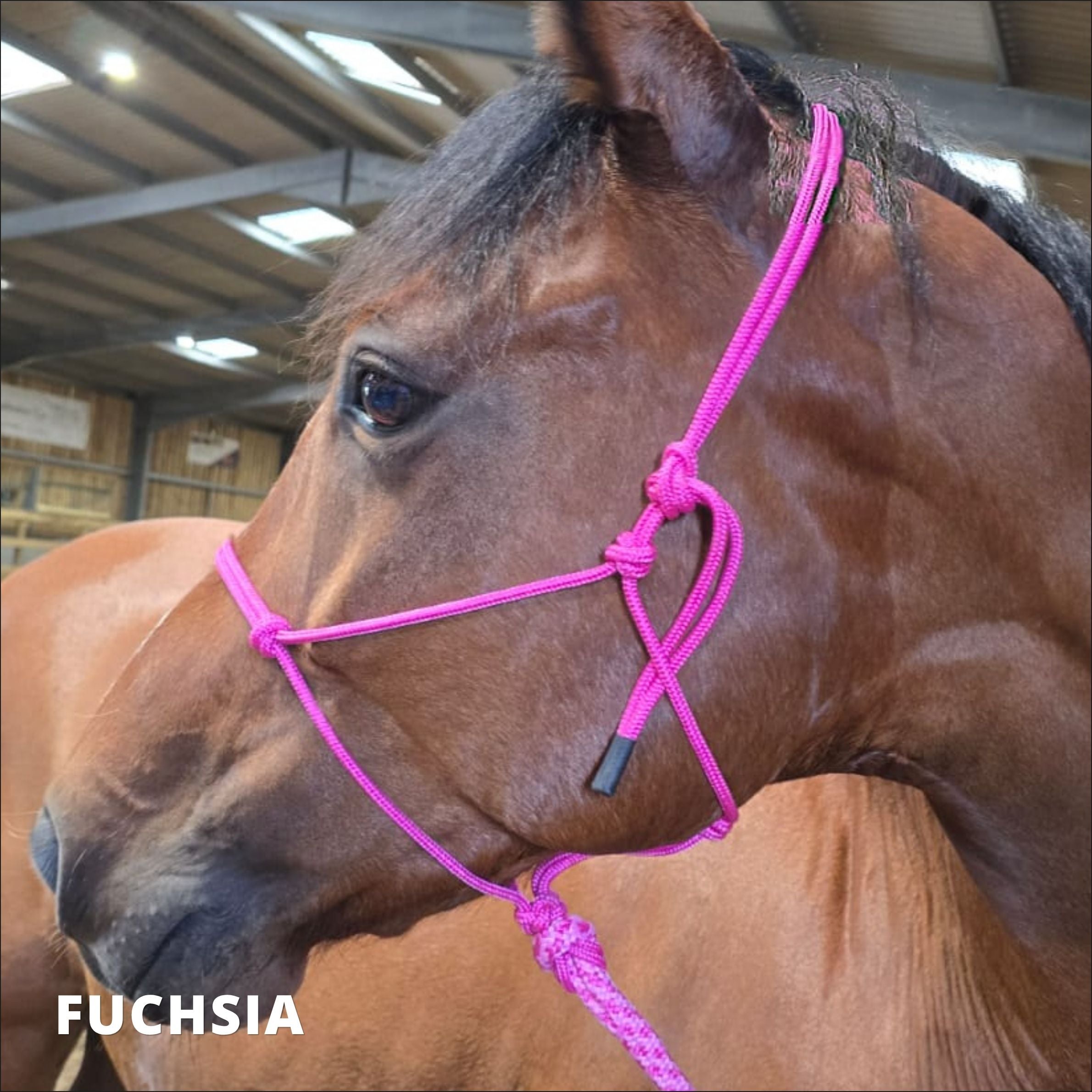 Training Rope Halter