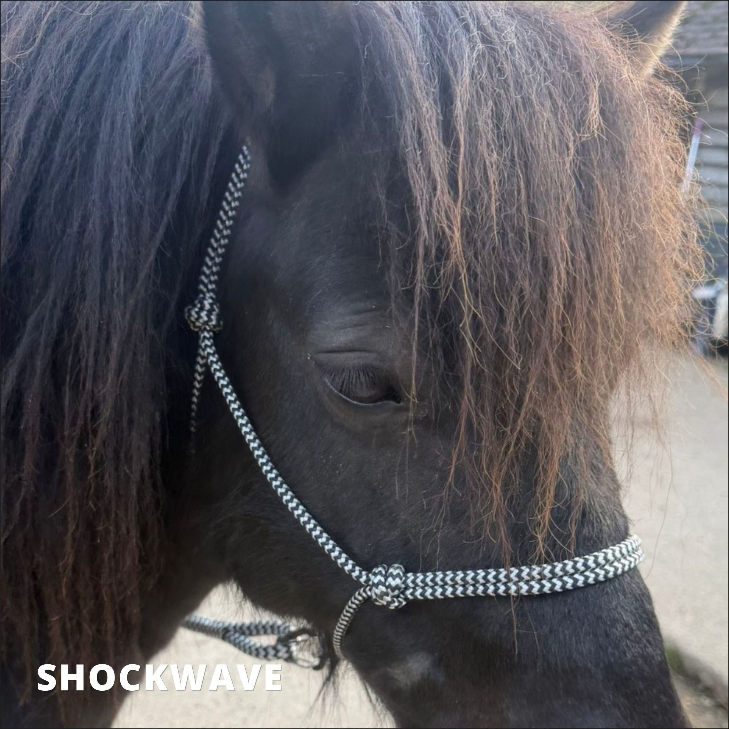 Training Rope Halter
